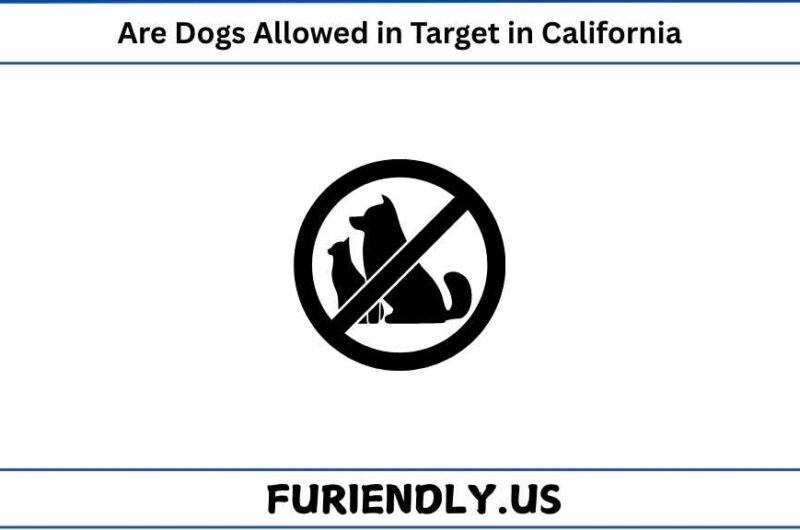 Are Dogs Allowed in Target in California