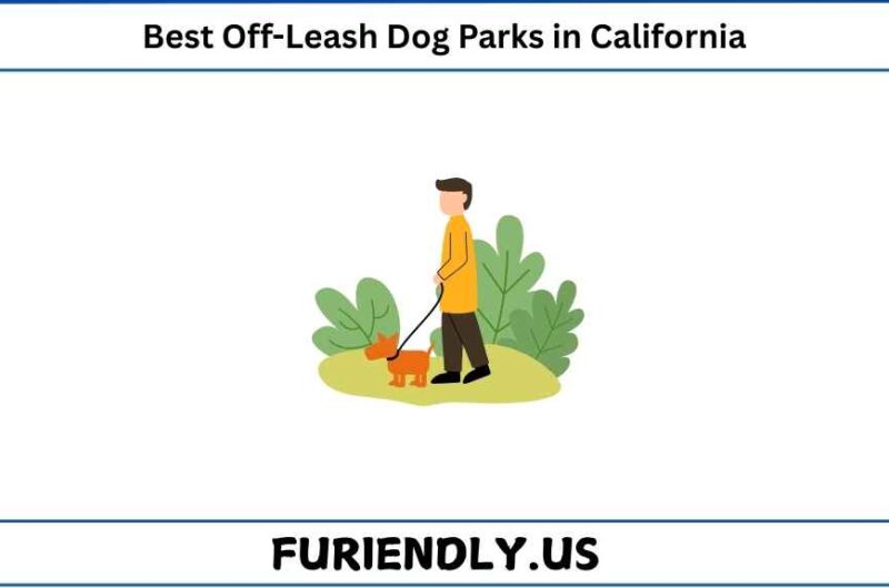 Best Off-Leash Dog Parks in California