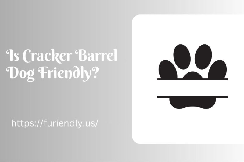 Is Cracker Barrel Dog Friendly